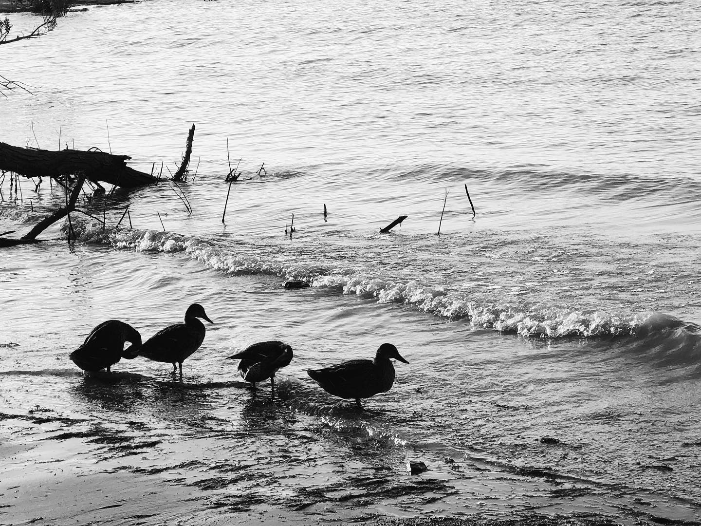 I’ve been slacking on posts. Here’s some #ducks at the #lake