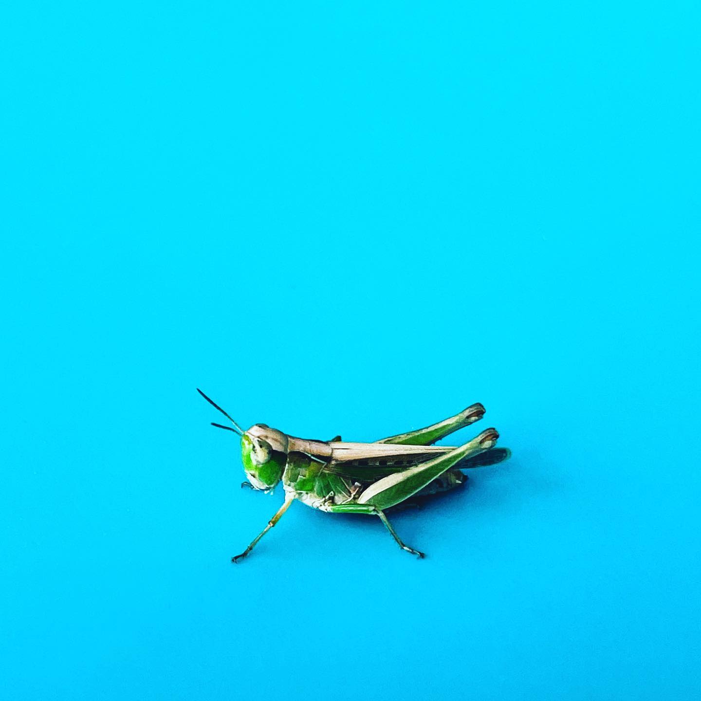 Grasshopper friend. #insects #grasshopper #texas