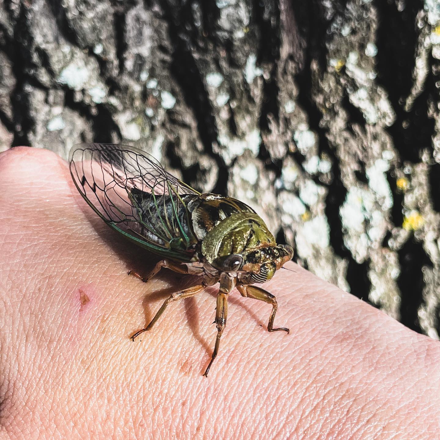 First cicada I’ve gotten to hold this summer! #cicada #insects #texas
