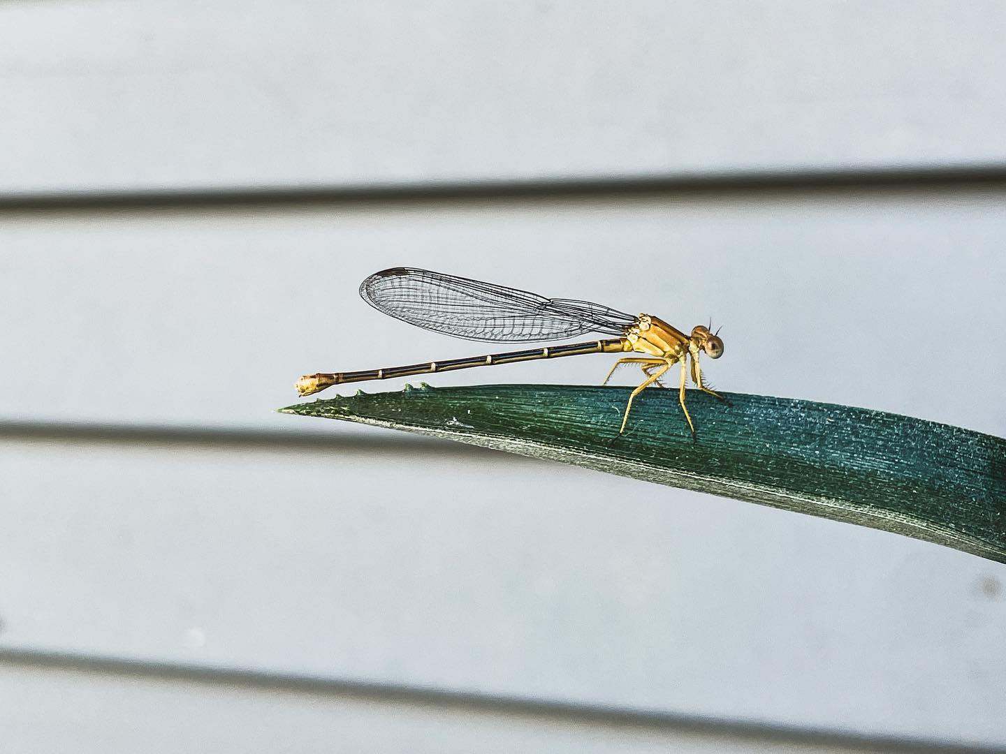 You’re golden. #damselfly #damselflies #damselfliesofinstagram #insects #insectlover