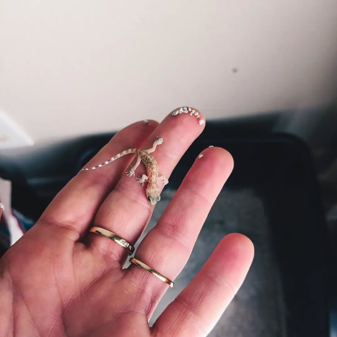 Sneaky little lizard was hanging out in/on my bag of litter and fell into the box as I was refilling it. He's been safely relocated.