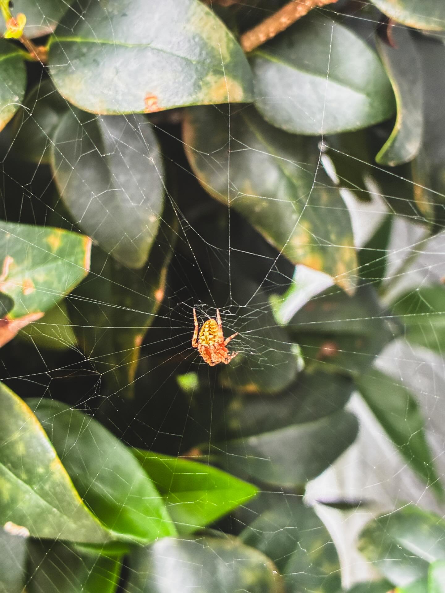 Took a pic of this little cutie less than a couple hours ago. Walked by again and its entire web is gone completely. I hope some jerk didn’t destroy it. 😭 #spider