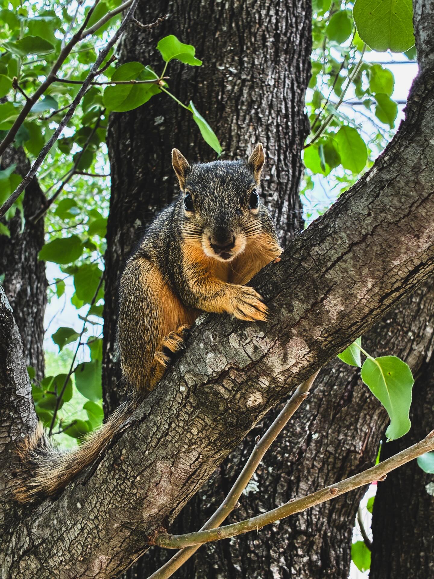 This is my squirrel bestie. I haven’t named him yet, I just call him baby. 🤣 He took a peanut from my hand today. Such a cute little thing, I love him. #squirrel