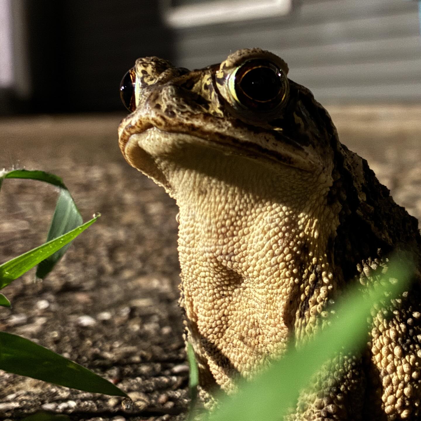 This is Frank. He comes to visit me sometimes, usually after a good rain. He tolerates me just long enough to snap a photo now and then. Tonight he allowed me to get this awesome portrait. No edits, just straight off my iPhone night mode & a little cropping. I love him. ❤️ I think he’s a #toad not a #frog but I haven’t identified him yet.